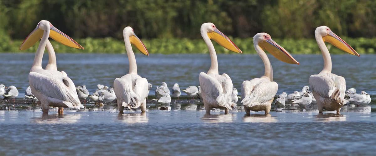 Lower Danube Discovery