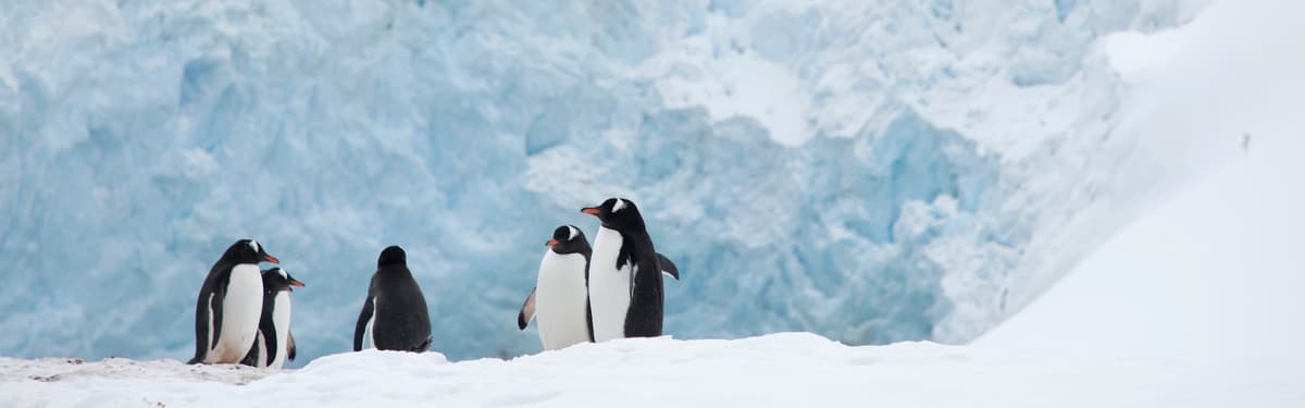Antarctic Peninsula Discovery: Into the Polar Realm
