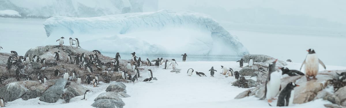 Antarctic Peninsula Explorer: Step onto the White Continent