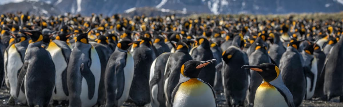 The Ultimate Antarctic Experiences: A Grand Expedition