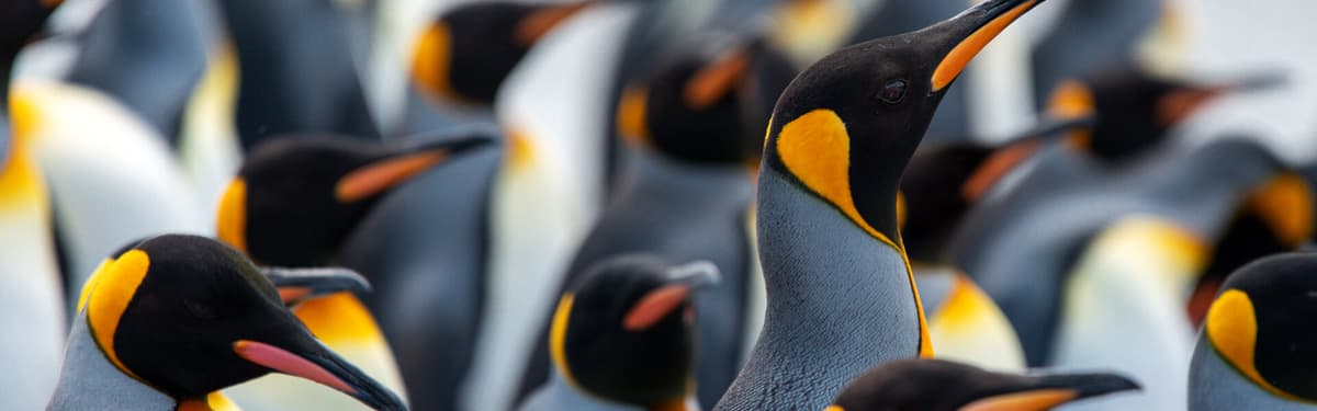 Antarctica First Light: Into the kingdom of king penguins and the Seventh Continent