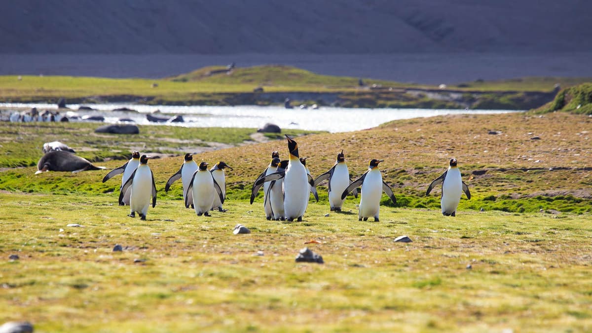 Grand Antarctica