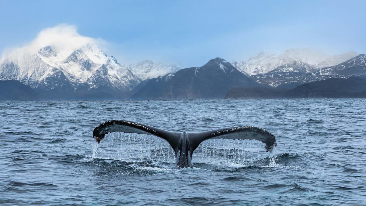 Polar Circle Odyssey