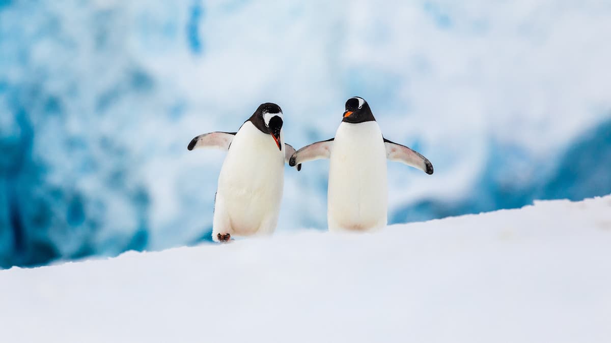 Exploring The Last Continent