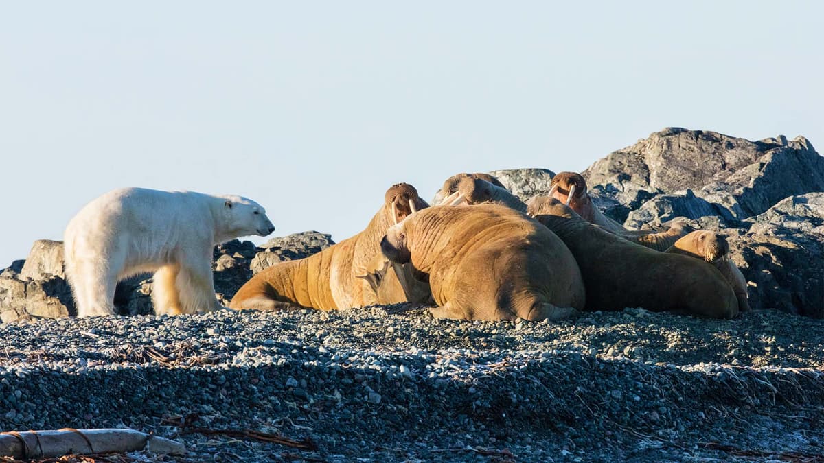 Arctic Wilderness Odyssey