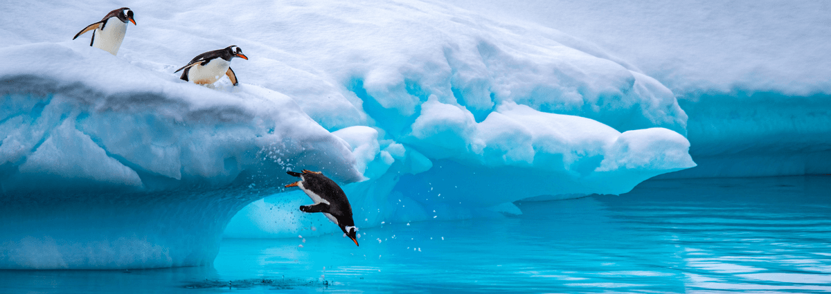Antarctic Peninsula Expedition Cruise, Including South Shetland Islands