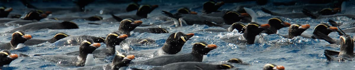 Birding Down Under
