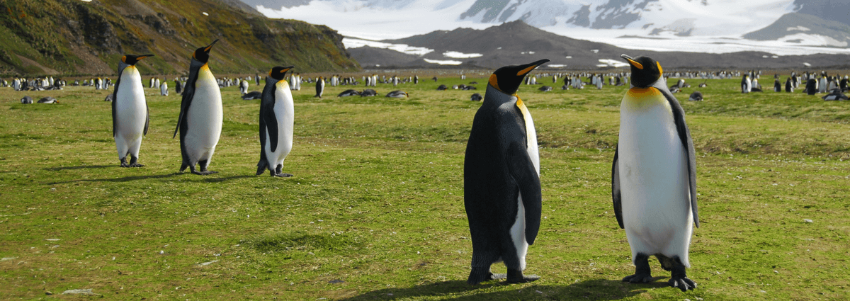 The Ultimate South Georgia, Falklands & Antarctic Peninsula Cruise