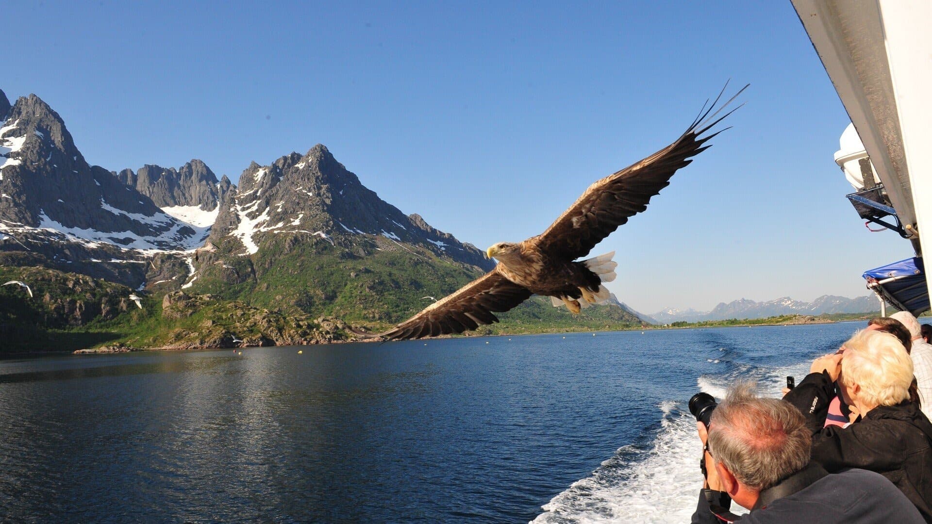 Wildlife in Norway | Animals of Norway