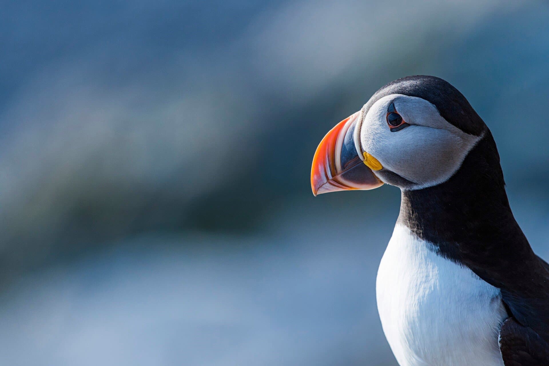 puffin-bird-hornoya-norway-hgr-52627_1920-photo_orjan_bertelsen