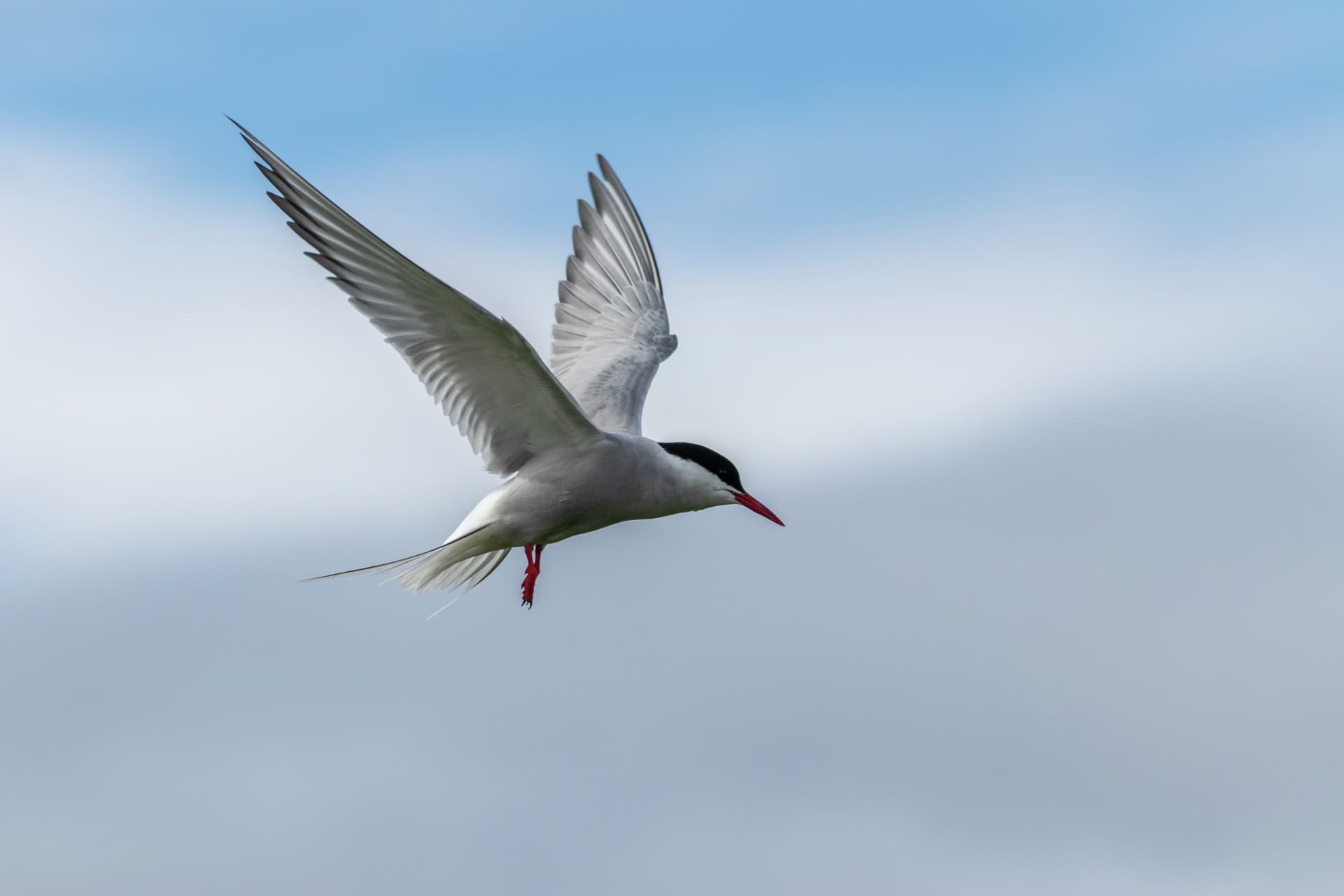 Arctic tern HGR 139952 Genna Roland