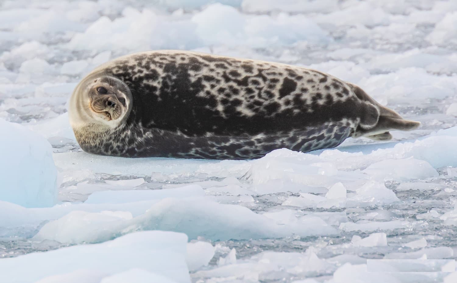 ringed seal svalbard shutterstock 2345667423