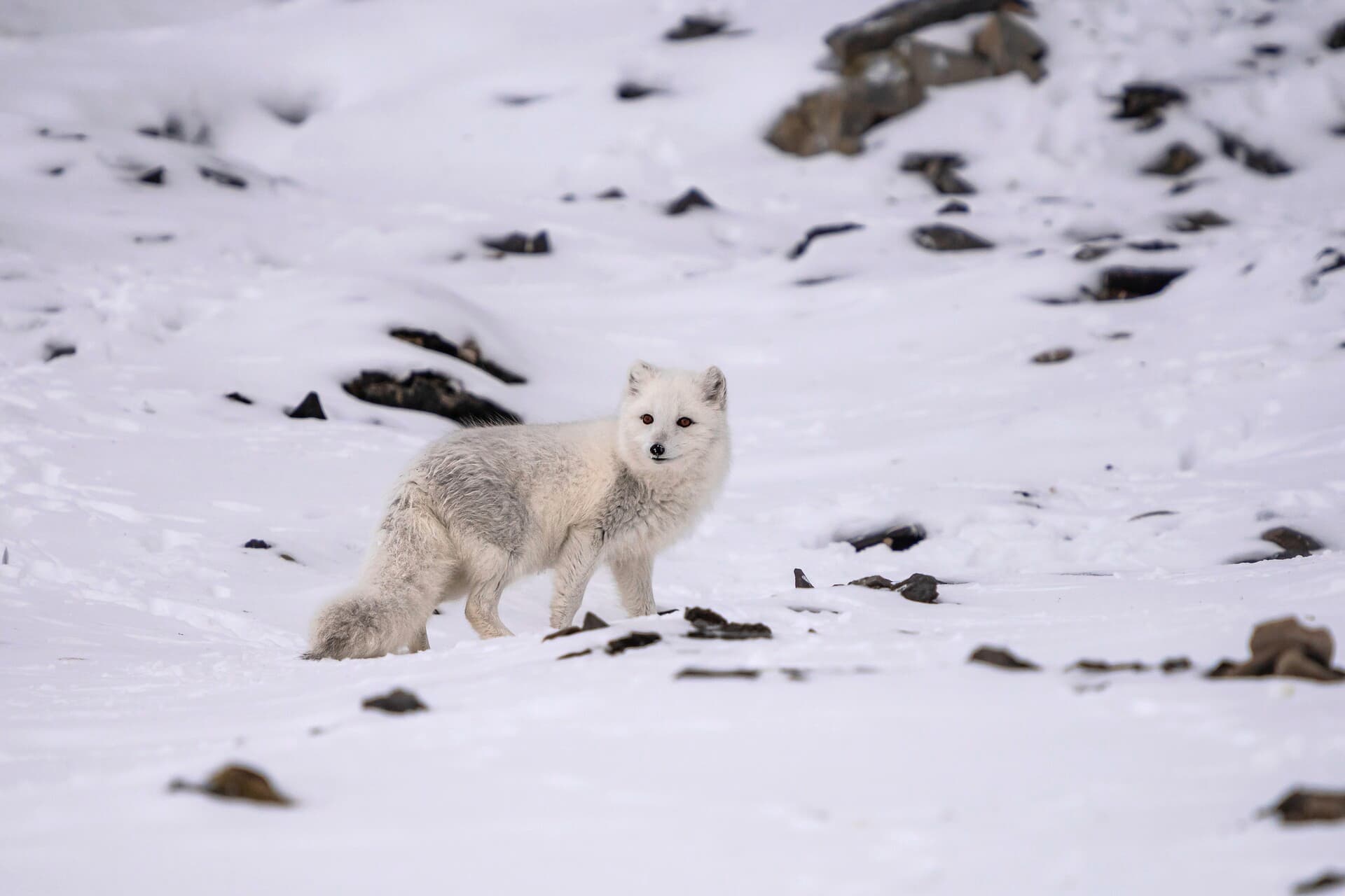 Kapp Waldburg Svalbard HGR 157765 Jan Hvizdal