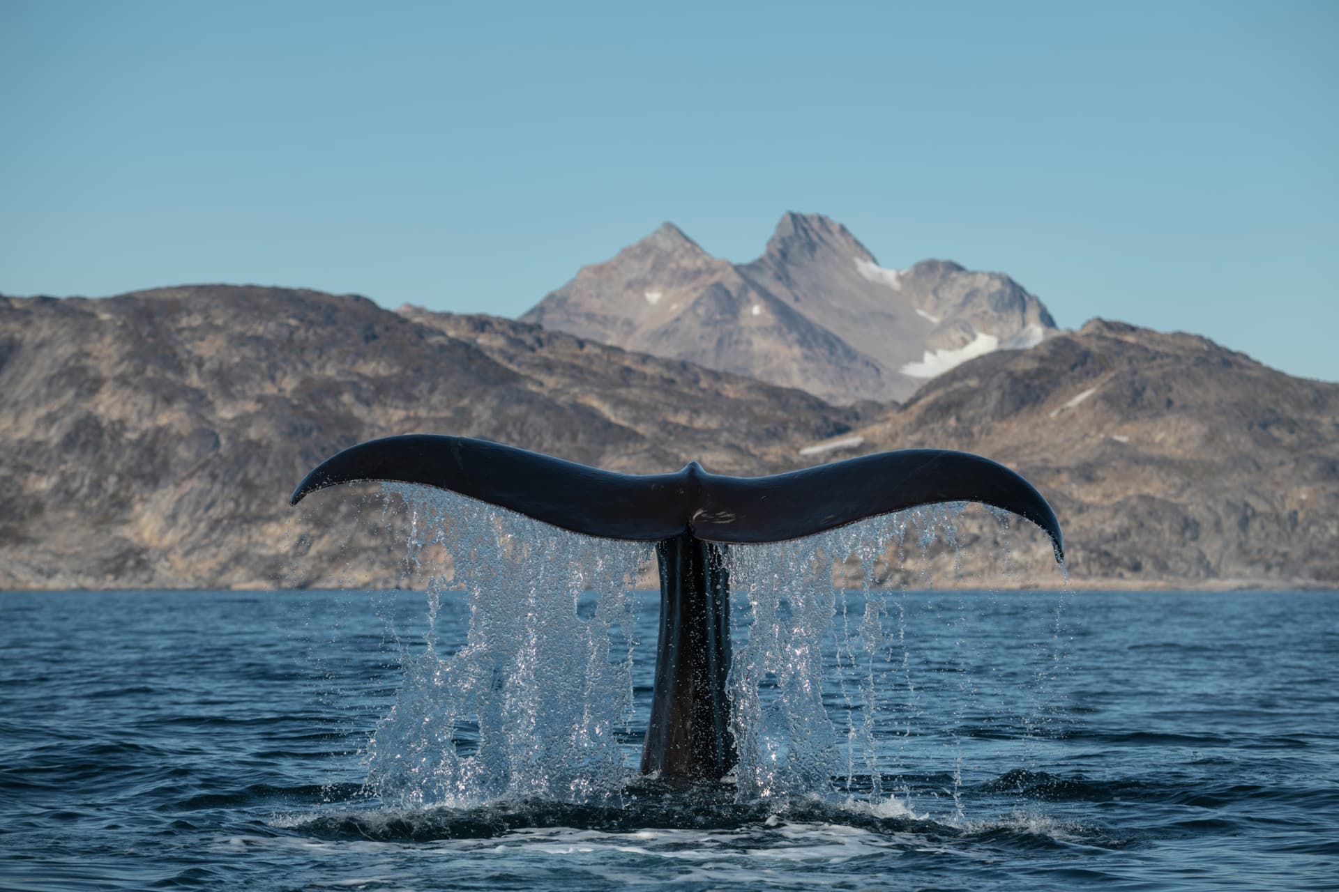 sperm whale HGR 147440 Getty Images