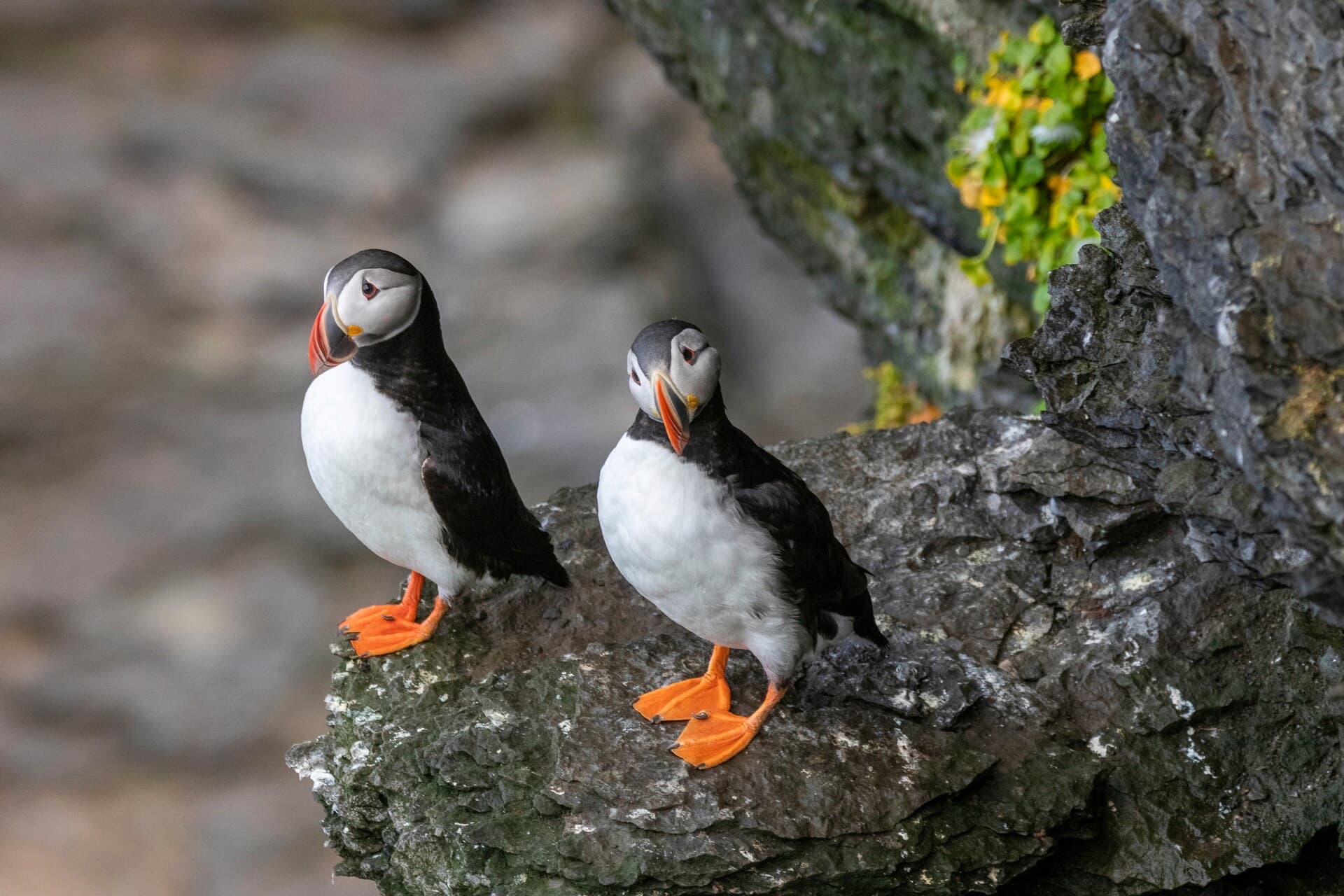 Puffin Bjornoya Norway HGR 140563 Genna Roland