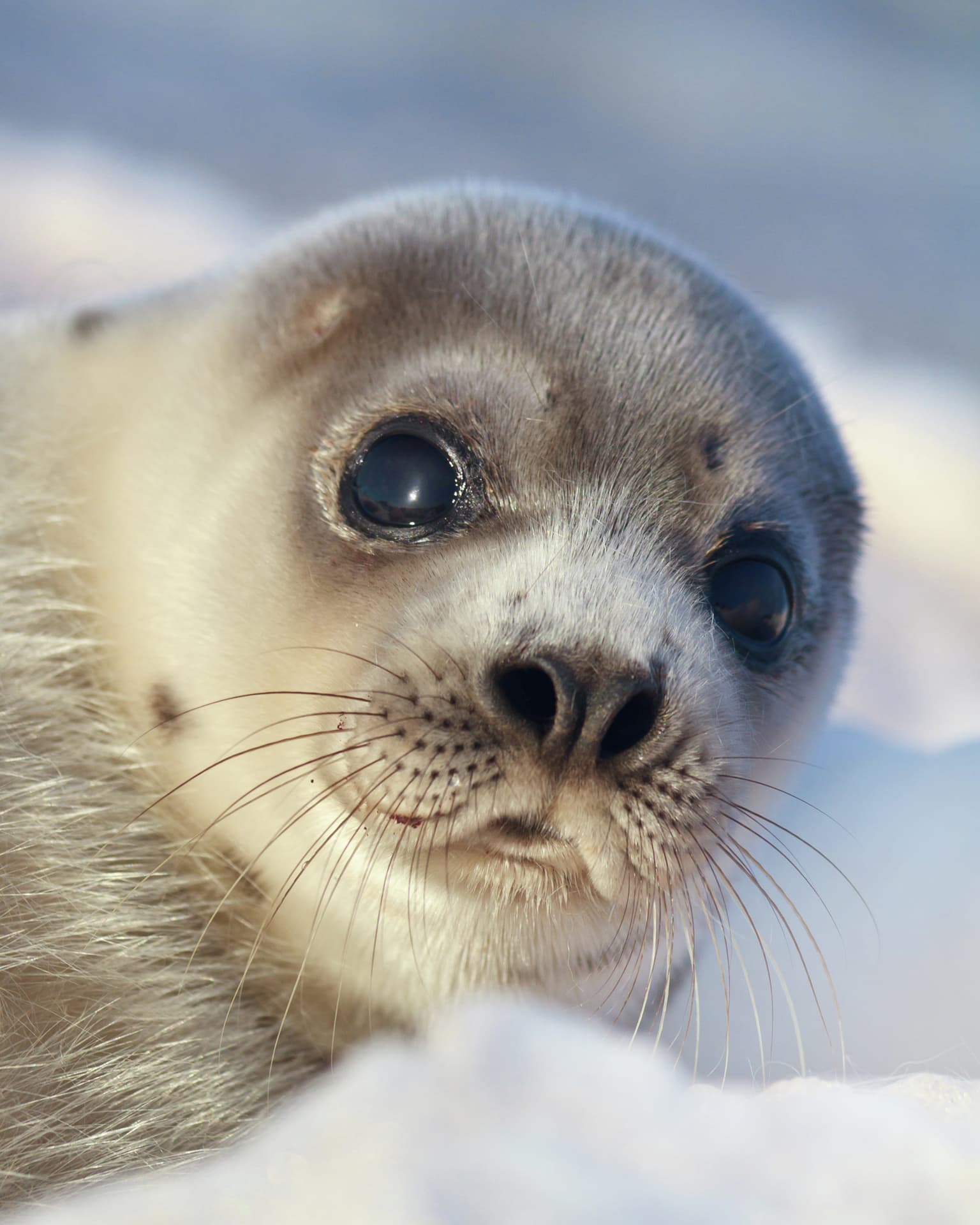 harp seal HGR 147070 1920 Photo Getty Images
