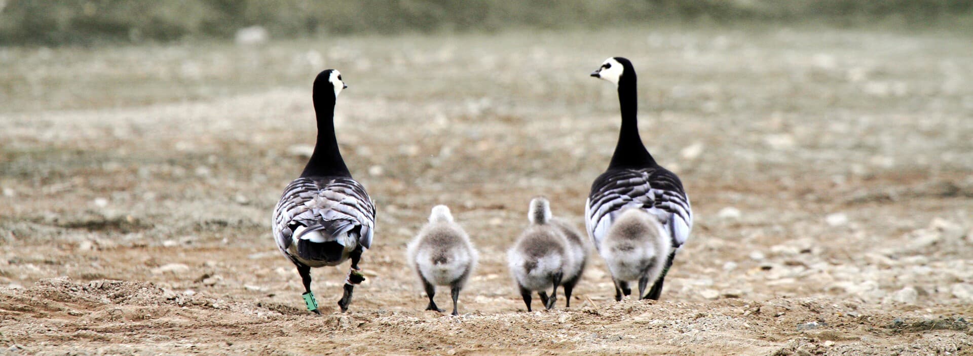 Barnacle goose Svalbard HGS 10473 Linda Drake