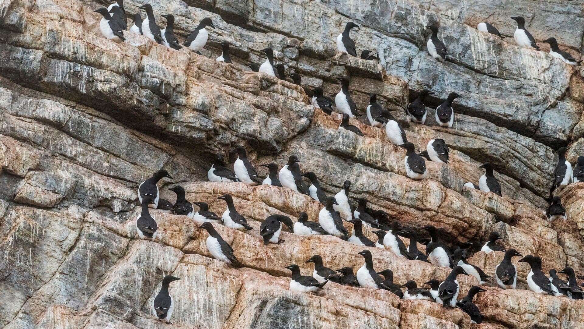 Thick billed Murre HGR 116320 Karsten Bidstrup