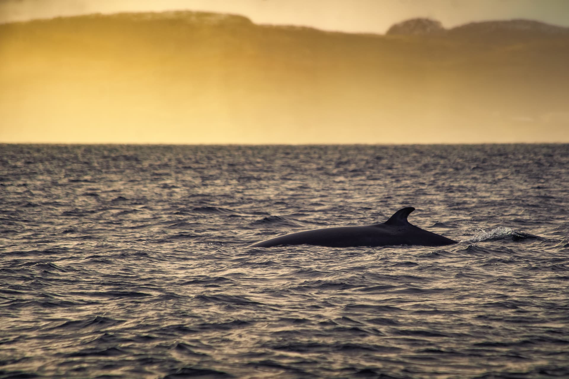 minke whale HGR 147579 Shutterstock