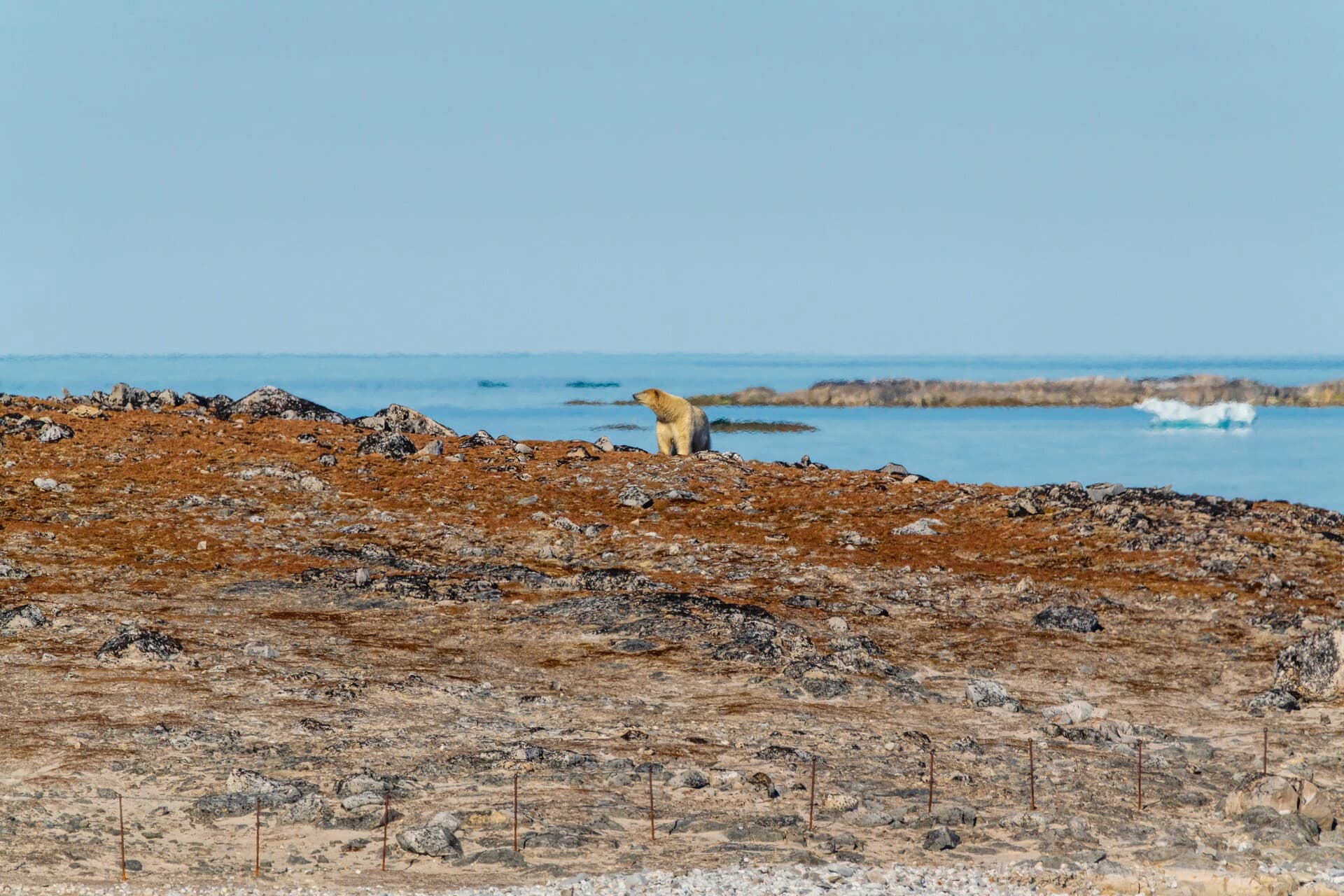 polar-bear-svalbard-sun-schibsted-partnerstudio
