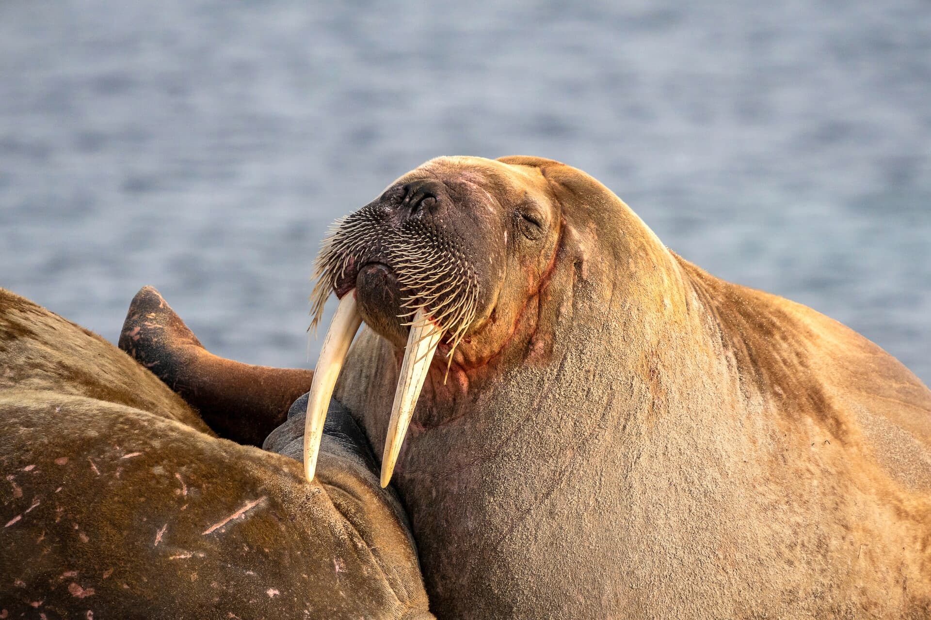 walrus Smeerenburg Svalbard HGR 157775 Jan Hvizdal