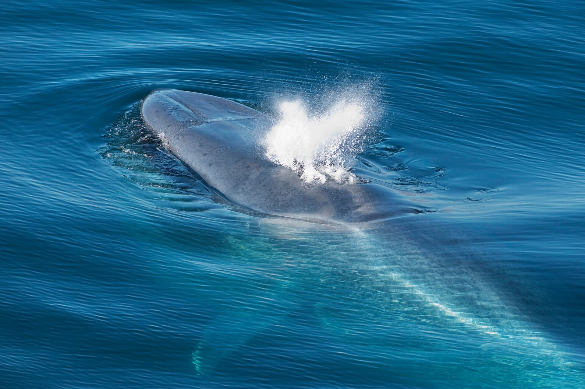 blue-whale-svalbard-getty-images