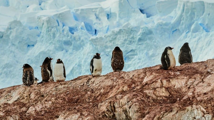 Antarctica & Falklands Expedition Cruise
