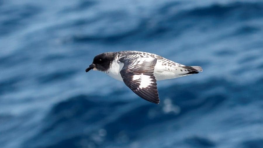 Life Returns | Springtime Expedition Cruise to Antarctica