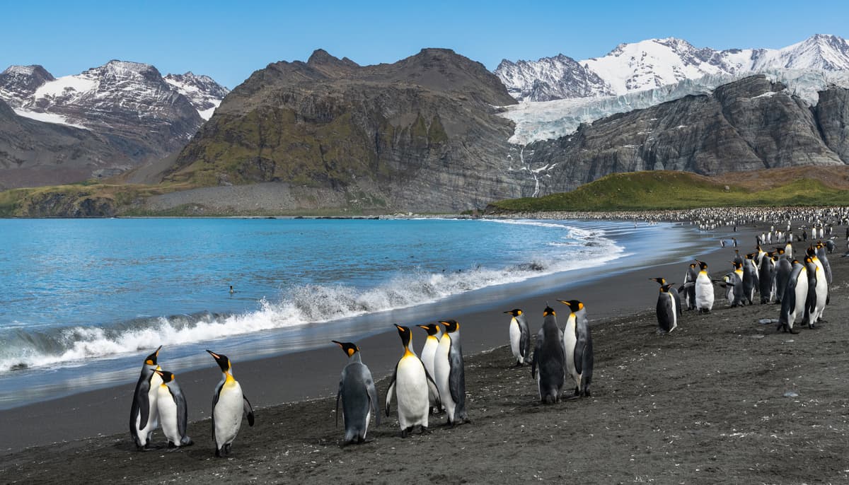 In-depth South Georgia, Antarctica & Falklands Expedition Cruise