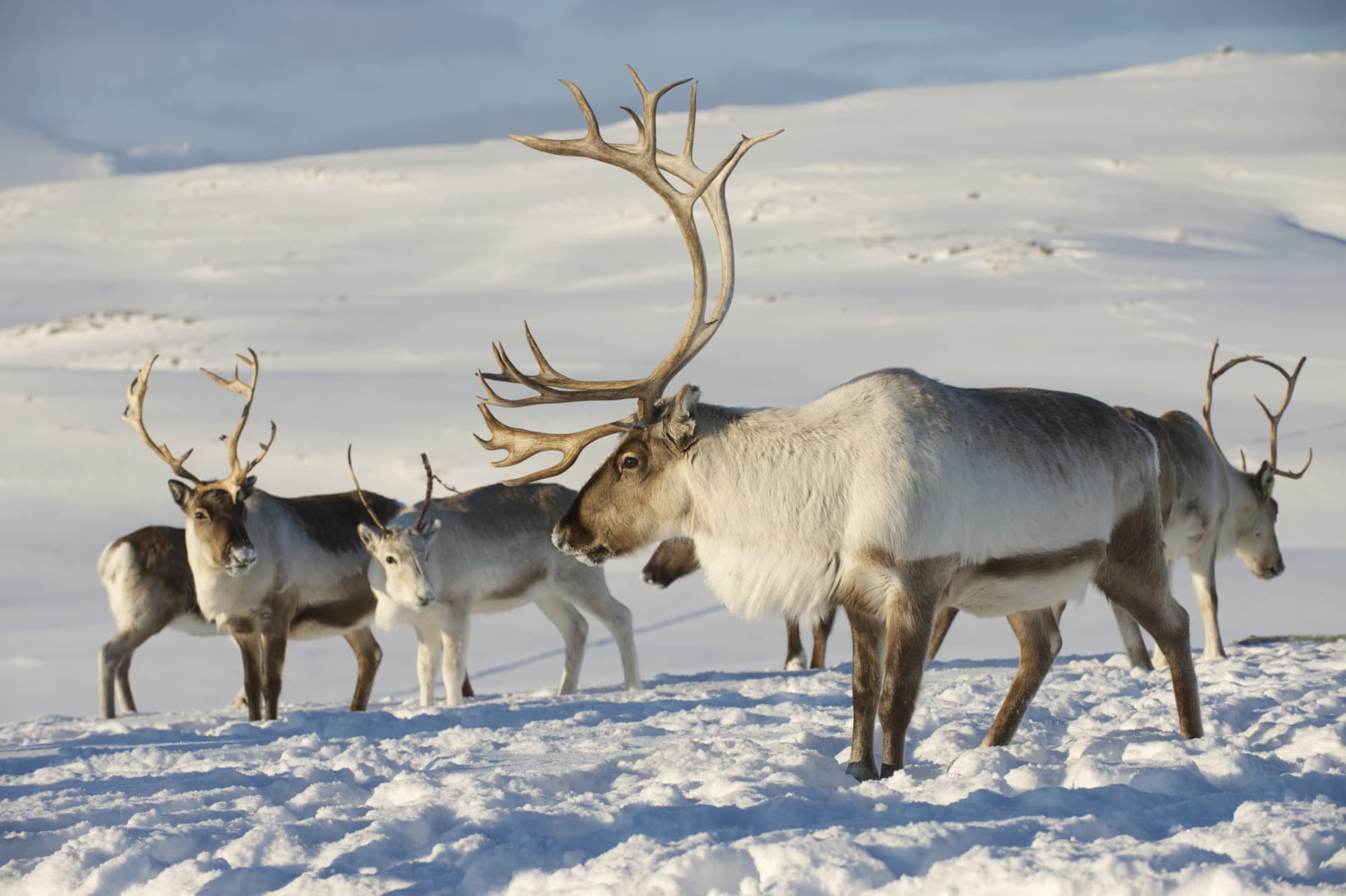 What wildlife can you see in Norway?