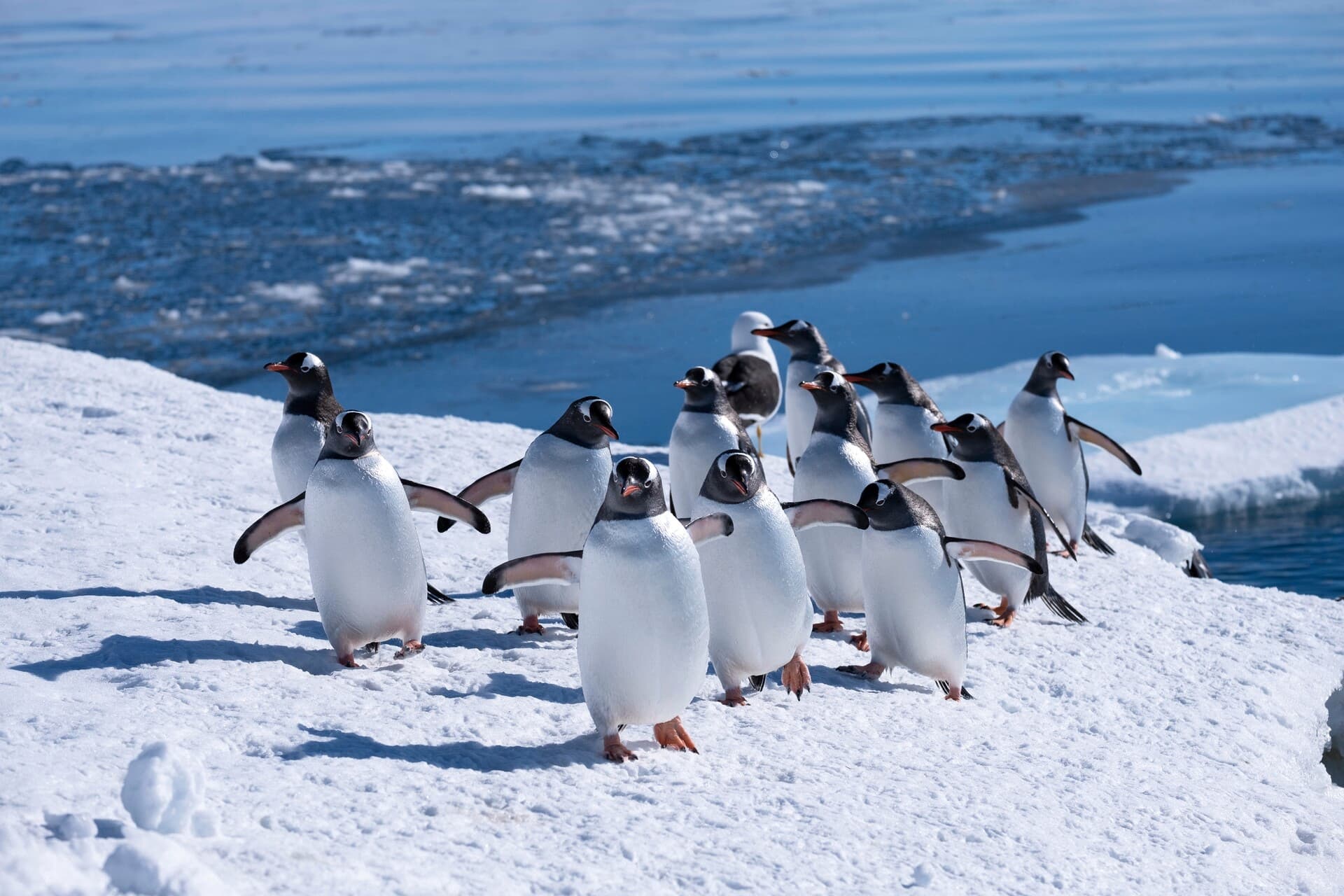Wildlife in Antarctica