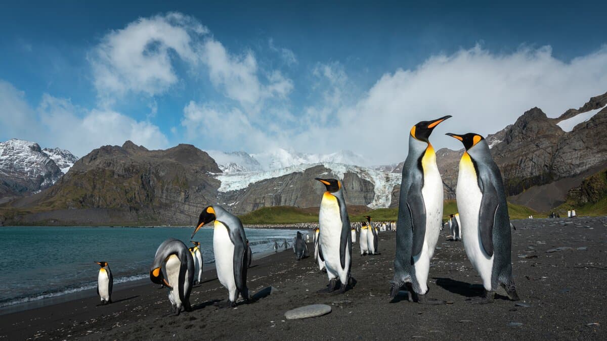 South Georgia & Falklands