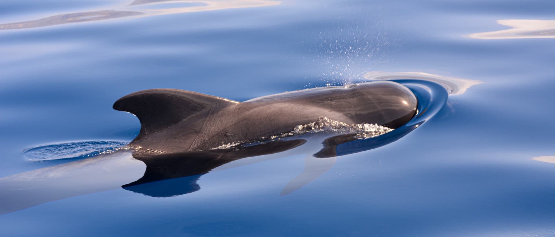 Wildlife in The Canary Islands & Madeira