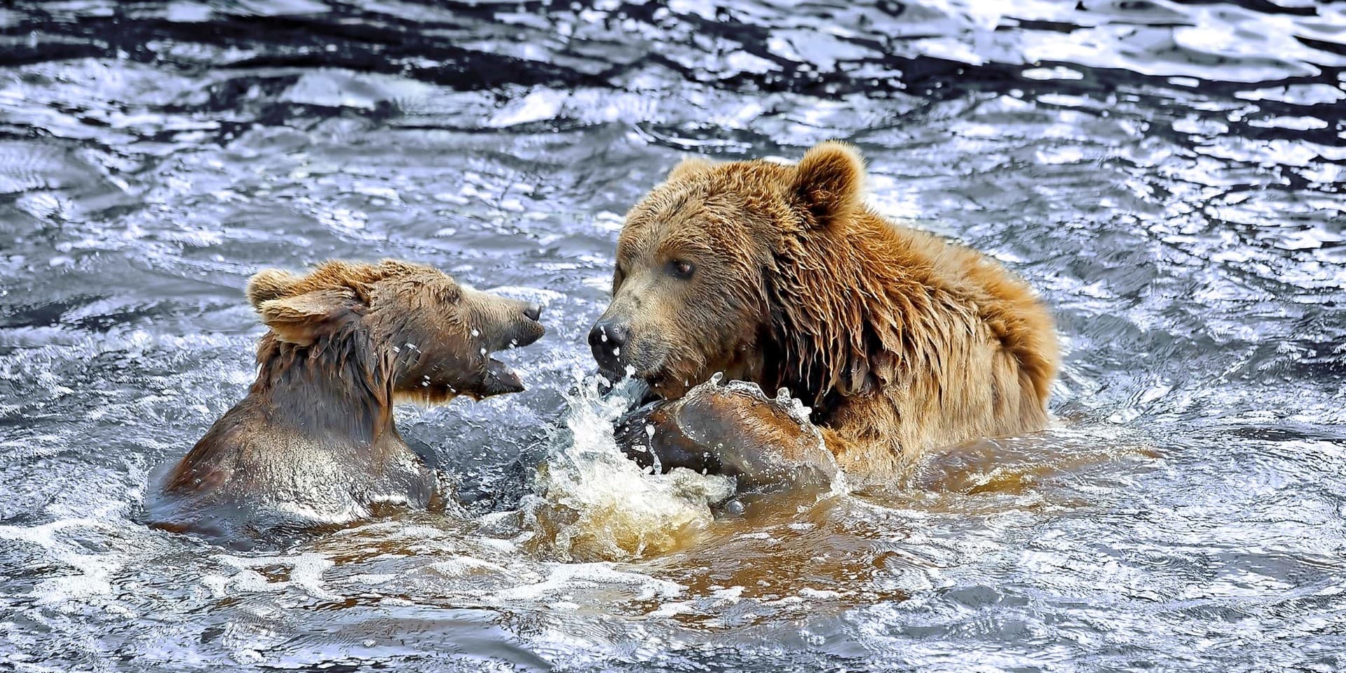 Wildlife in Alaska