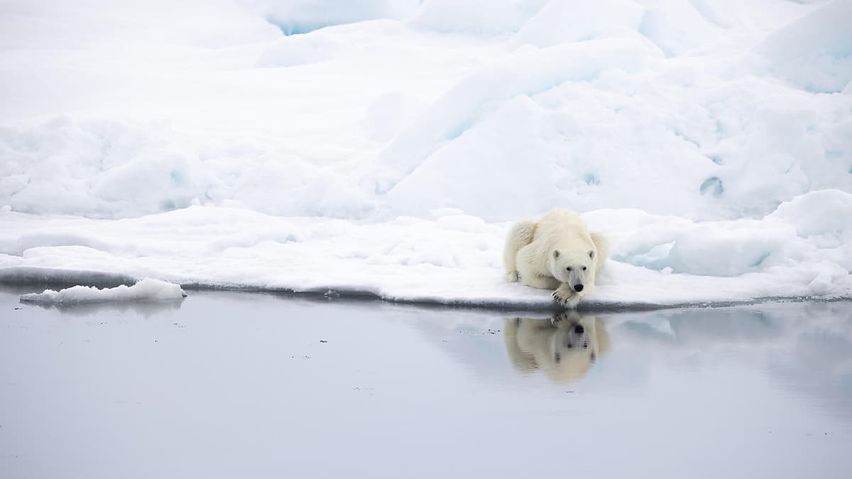Northeast Greenland's unexplored sea ice