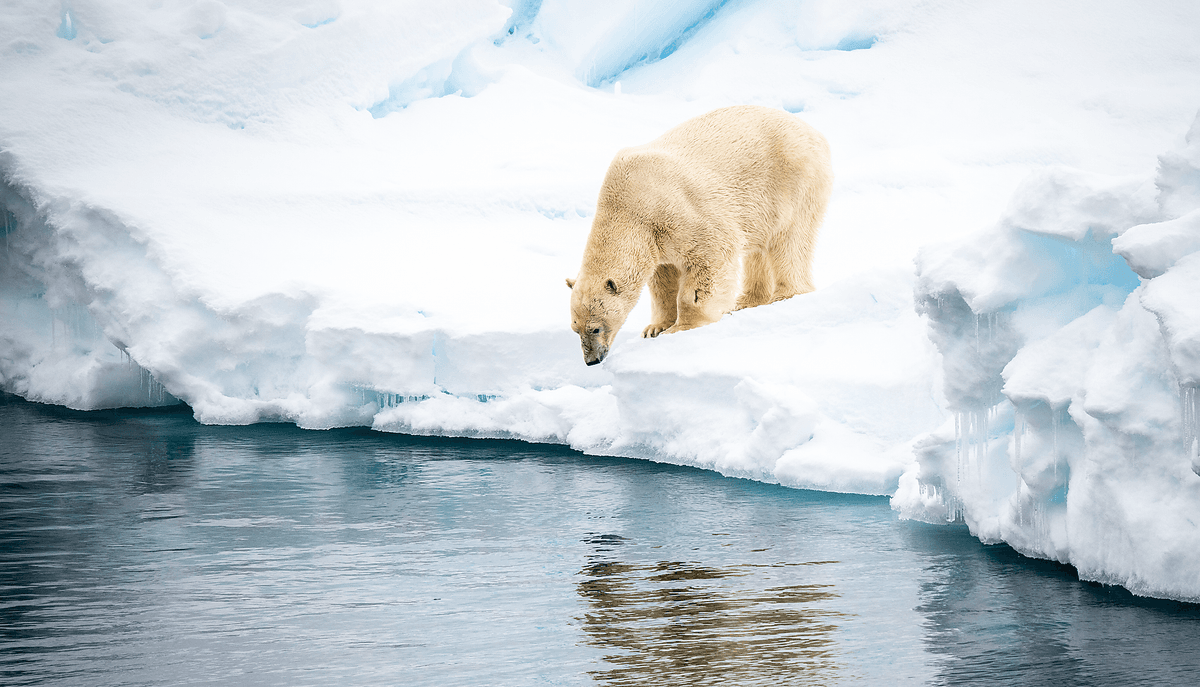 In the ice of the Arctic, from Greenland to Svalbard