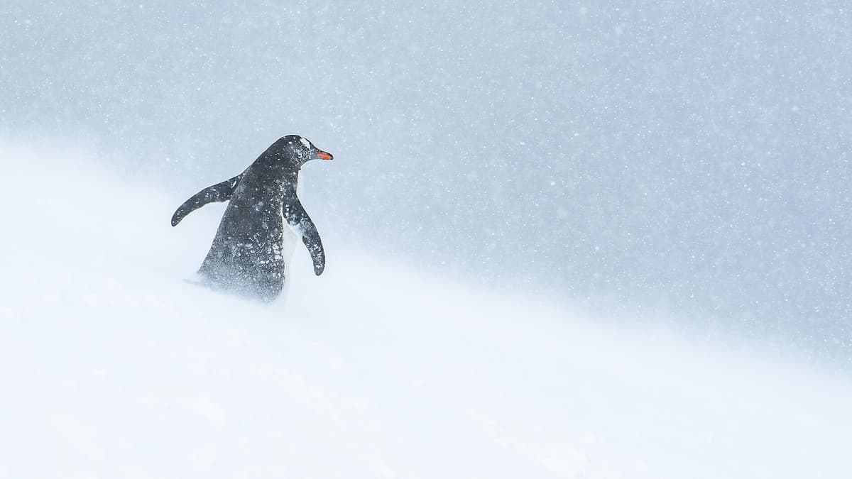 Unexplored Eastern Antarctica between Two Continents