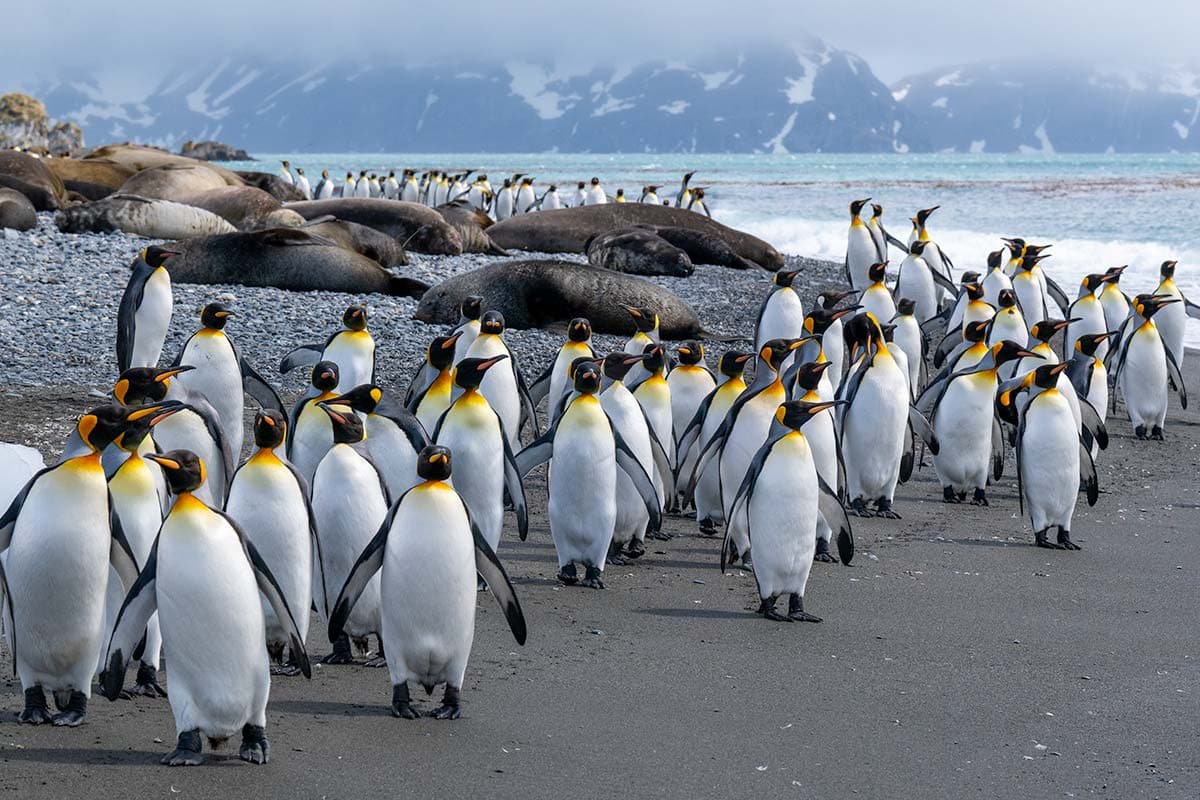 Extended Falklands, South Georgia & Antarctic Circle