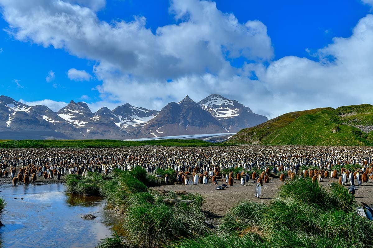 Falkland Islands, South Georgia & Antarctica