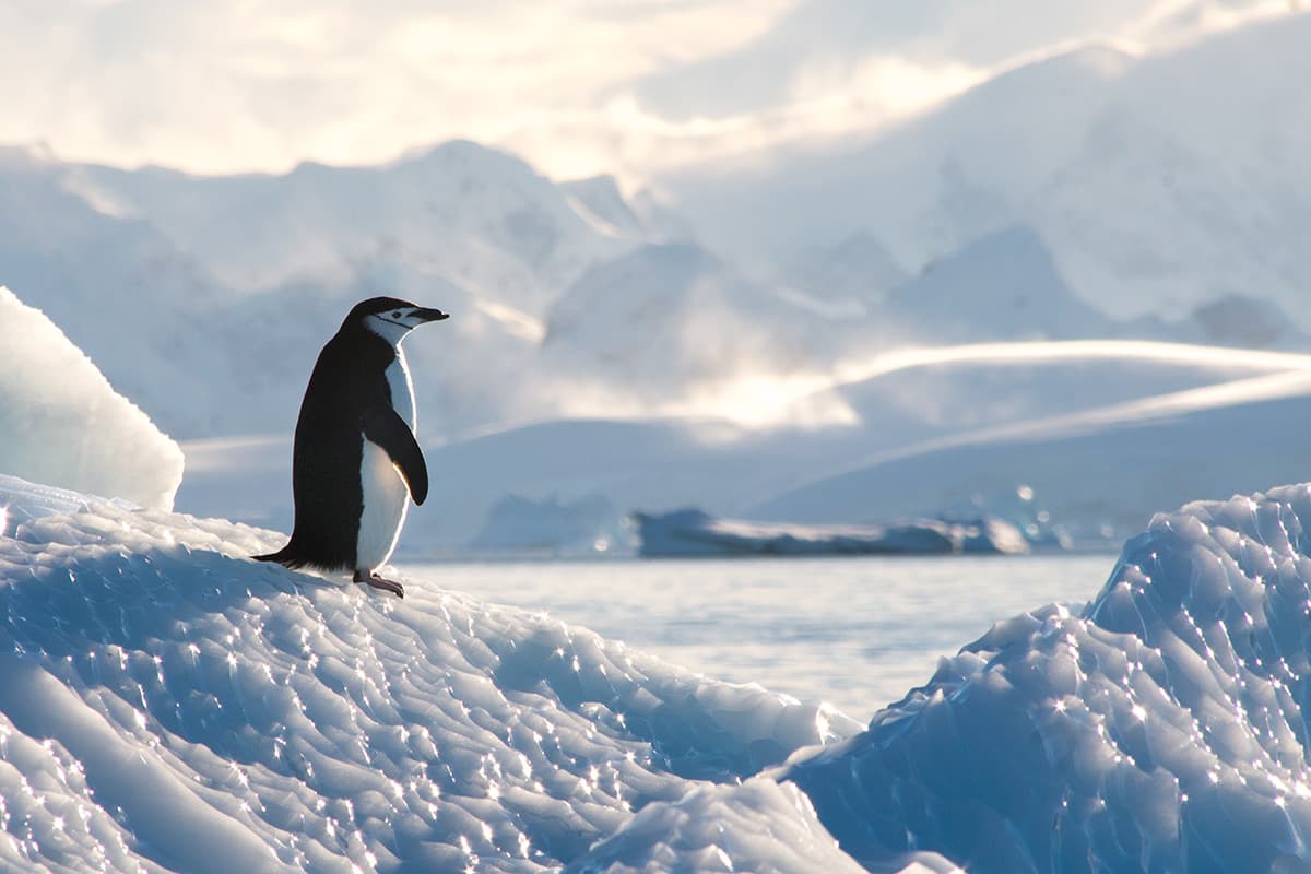 Exploring Antarctica's Spring