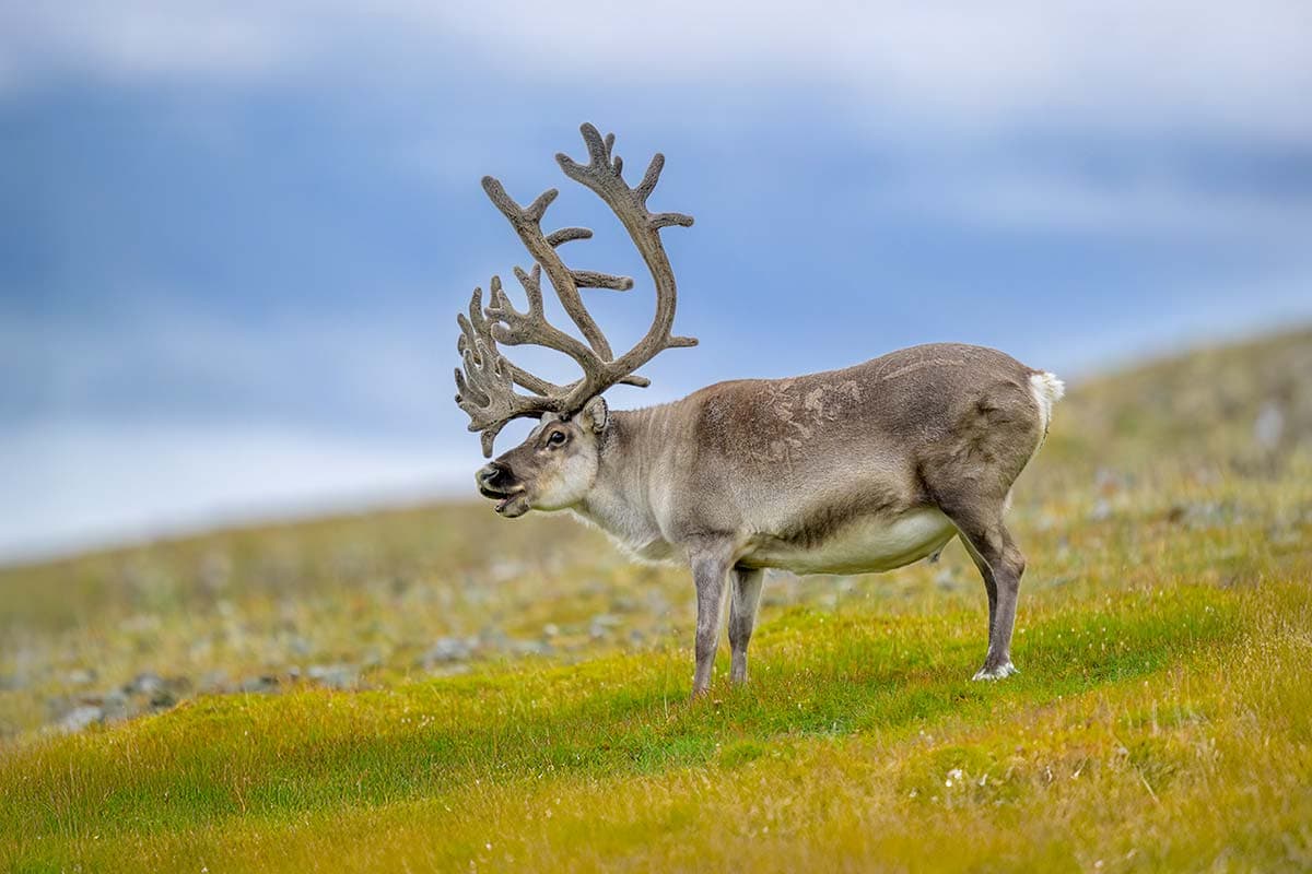 Svalbard Express