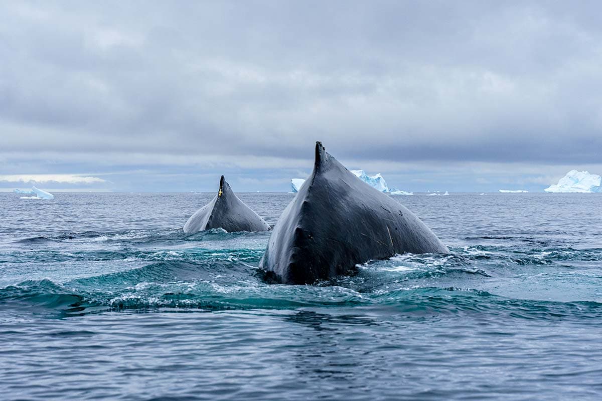 Best of Antarctica's Whale Season