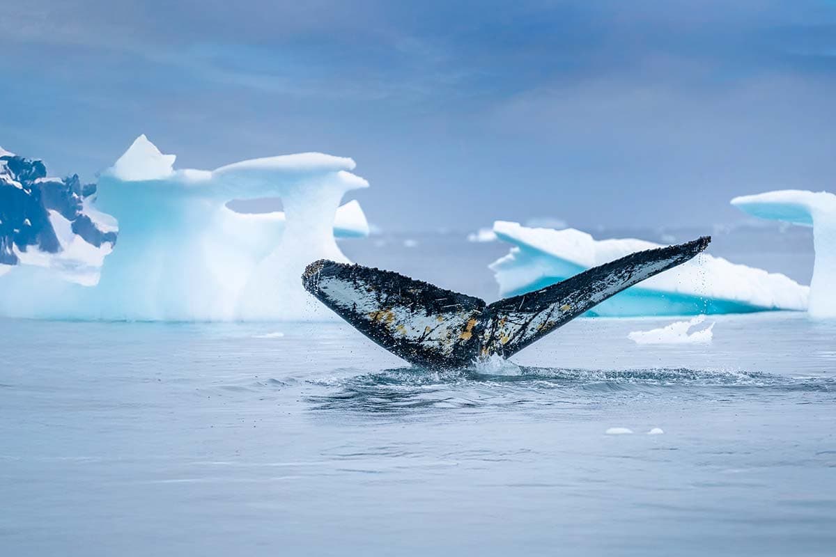 Antarctica's Whale Season