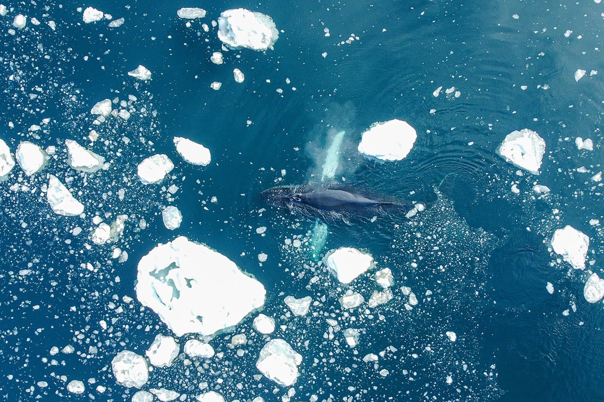 Complete Antarctica: Fly In, Sail Out