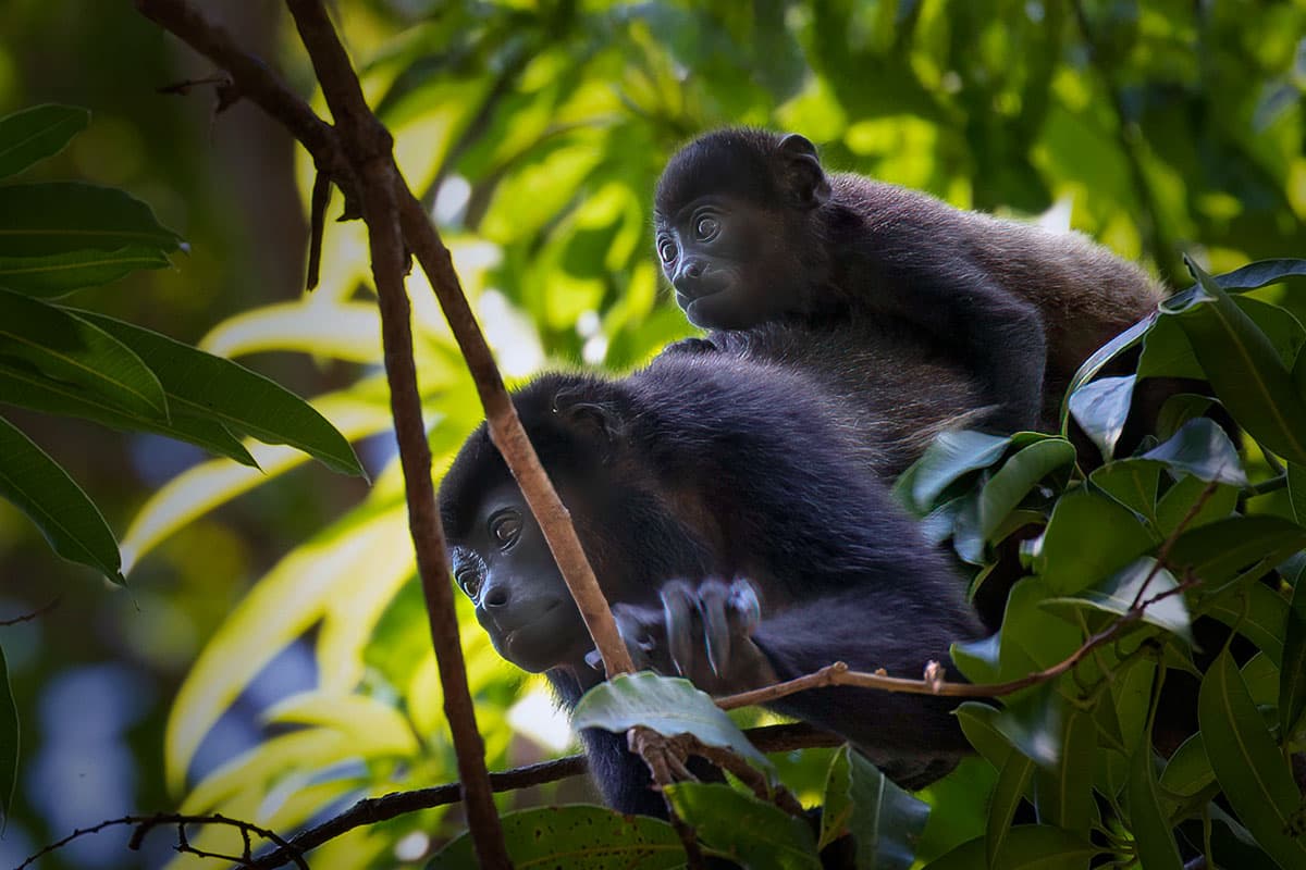 South American Explorer: Temples, Jungles & the Panama Canal