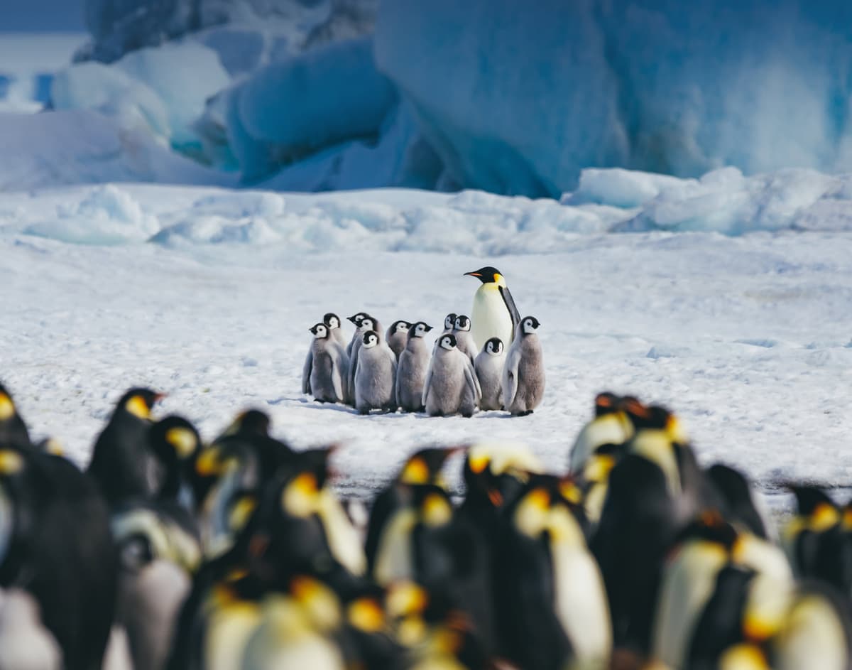Snow Hill to the Peninsula: Shackleton's Emperors