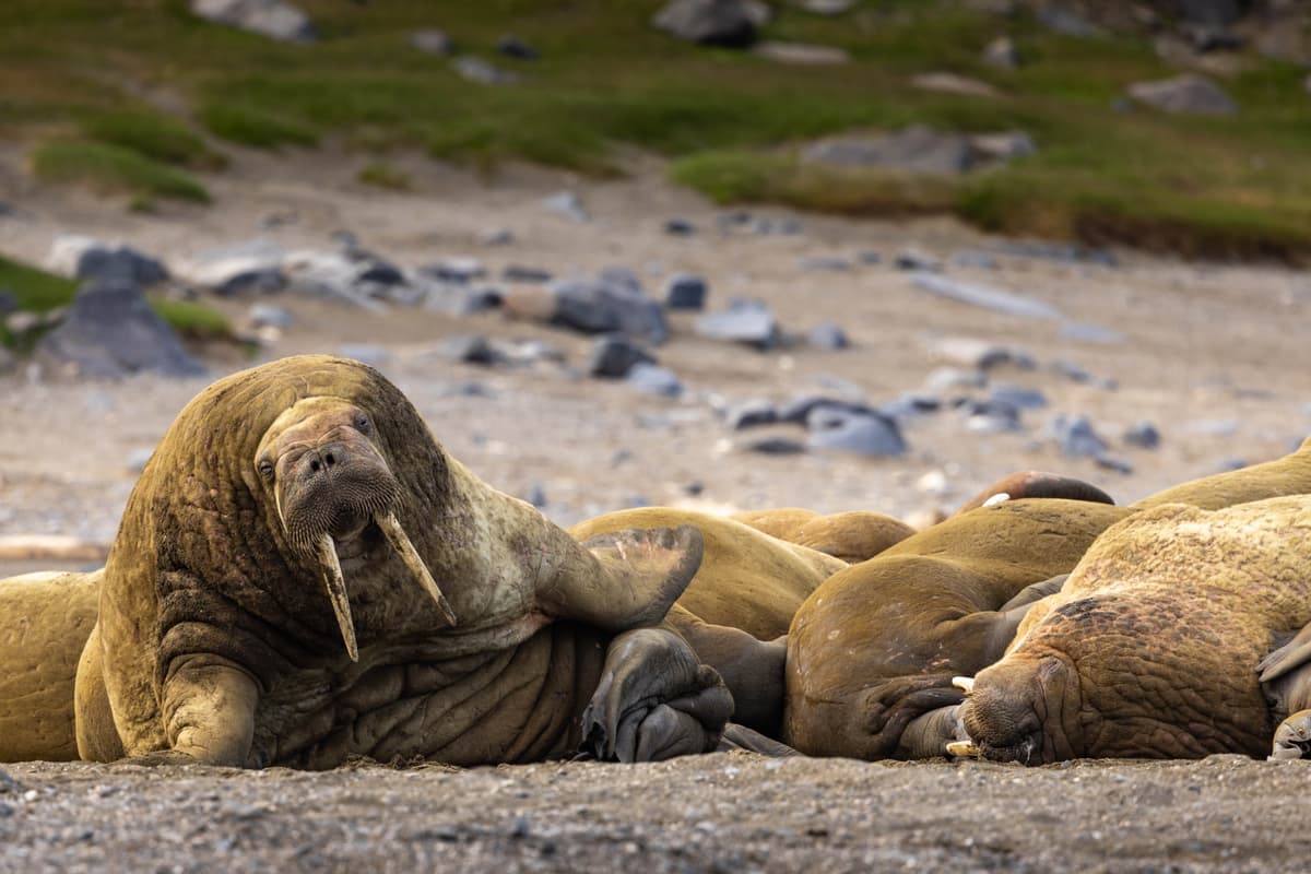 Svalbard in Summer: Tundra, Whales and Wildlife