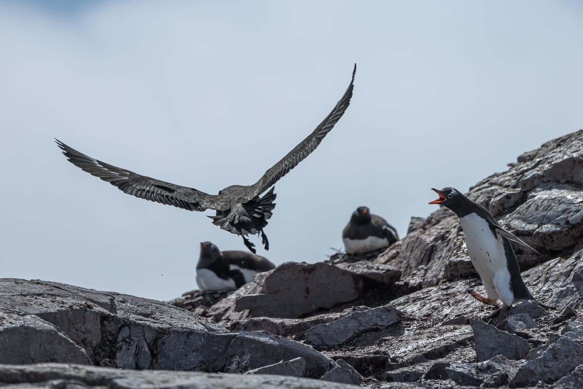 Cruise to the Antarctic Circle
