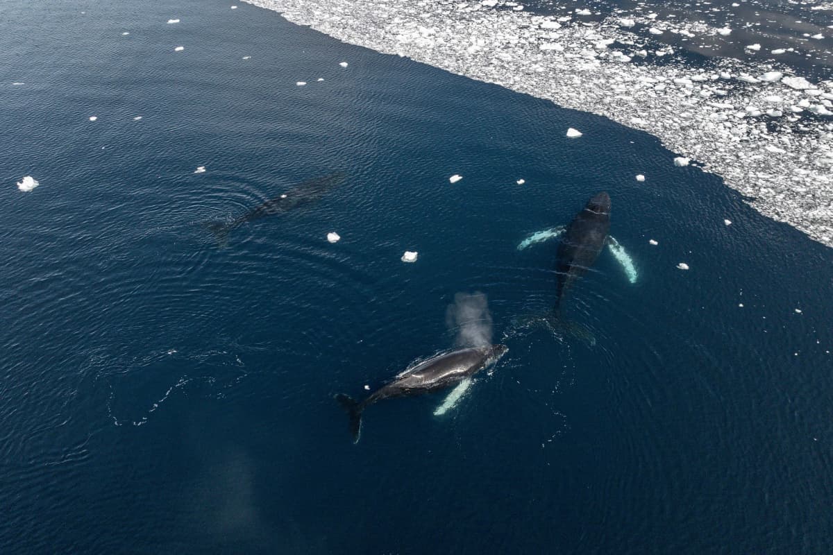 Expedition to Antarctica: Weddell Sea cruise