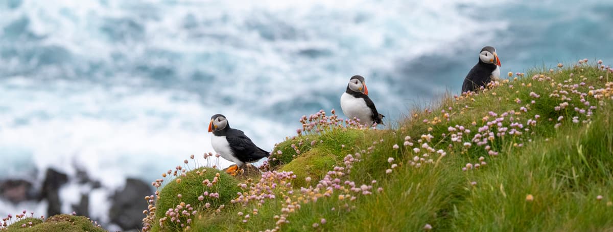 Cruise the North: Iceland, Faroe Islands and British Isles